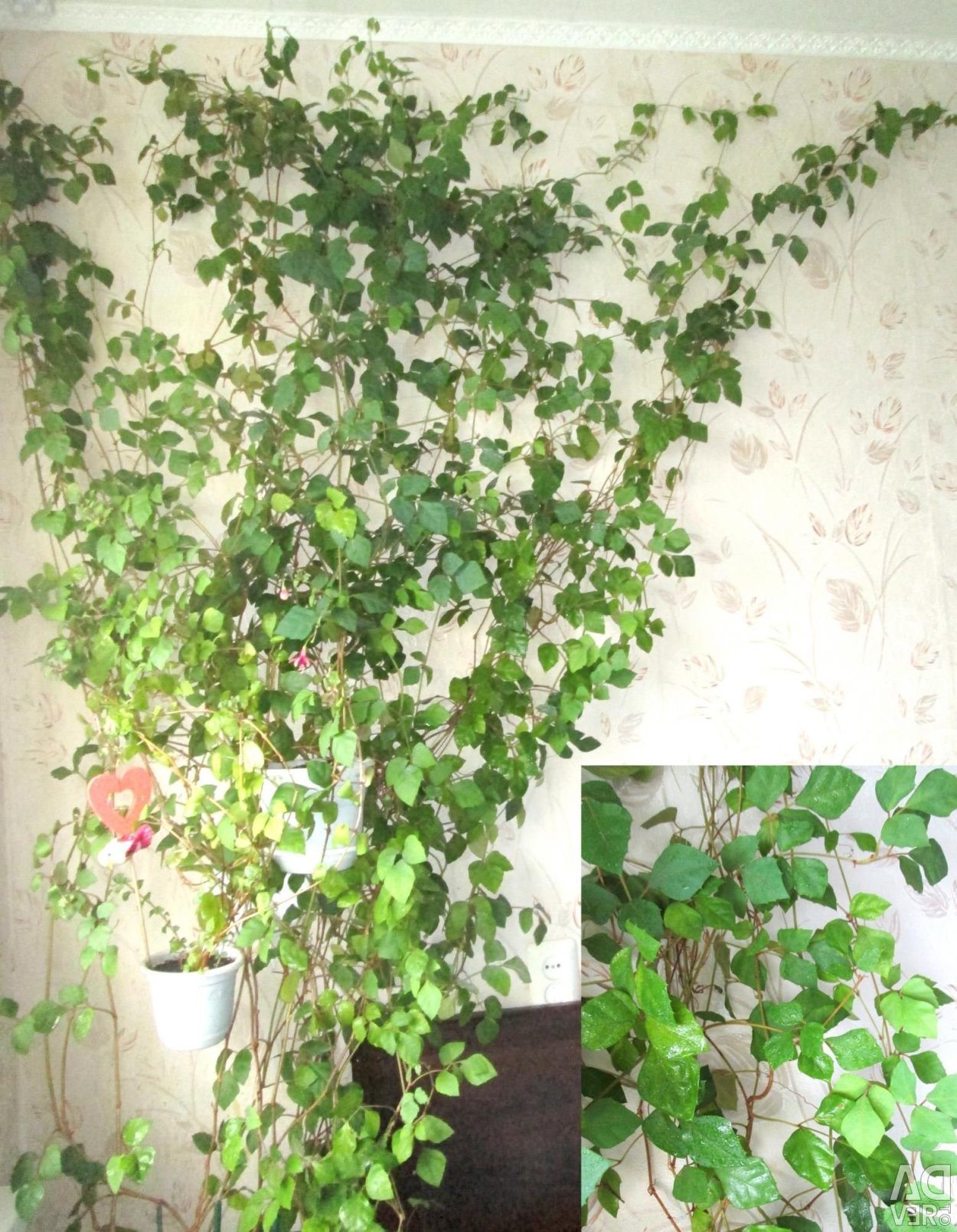 Вьюн циссус