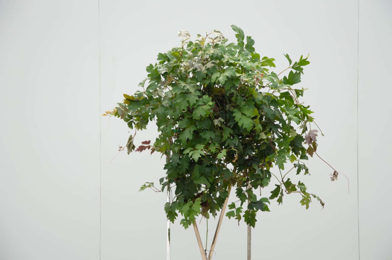 Роициссус кашпо 23