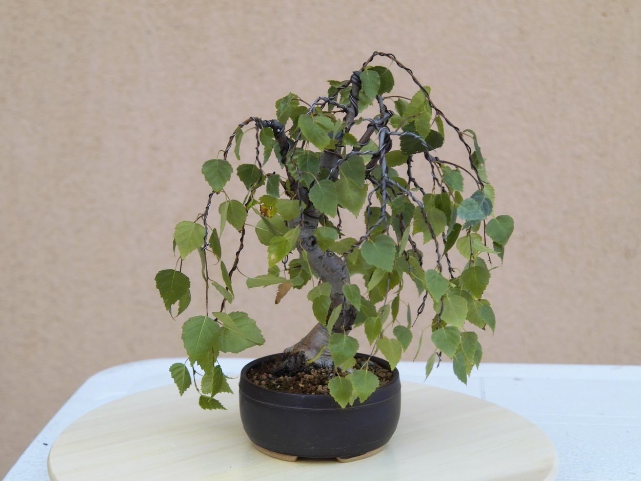 Карликовая берёзка комнатная