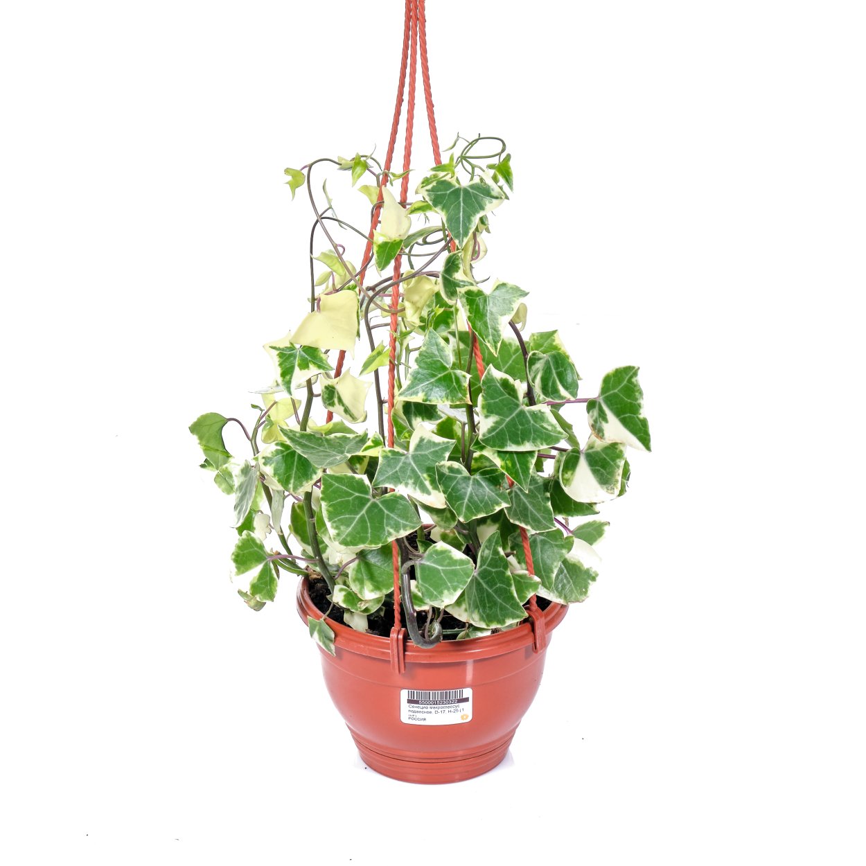Сенецио Макроглоссус подвесное