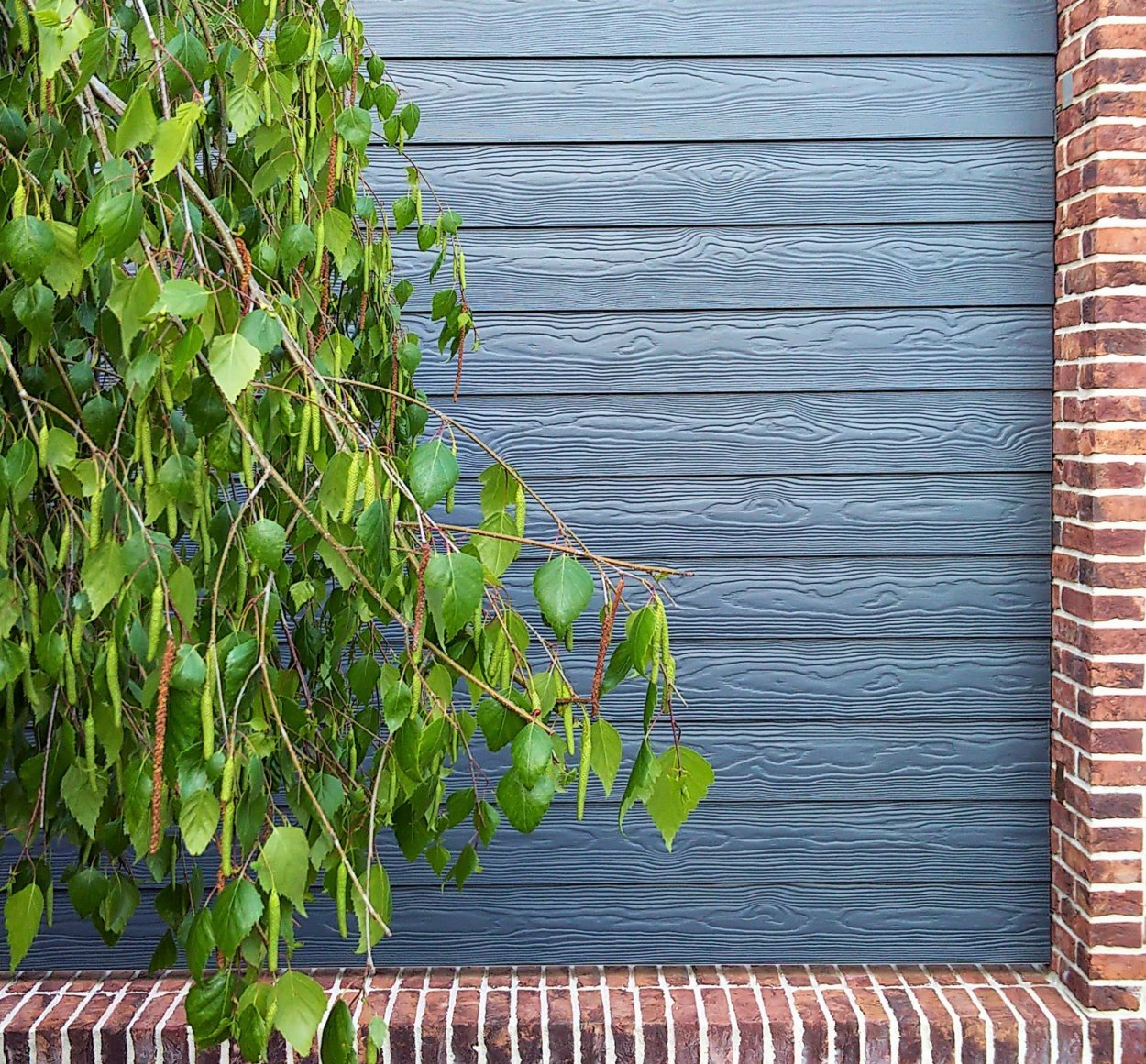 Декоративная Березка