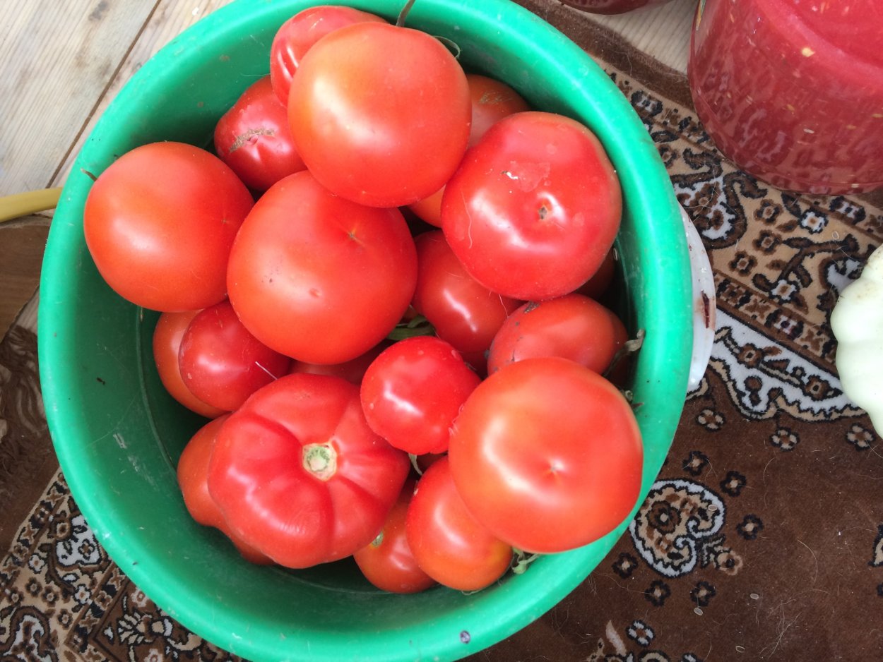 Домашний помидор