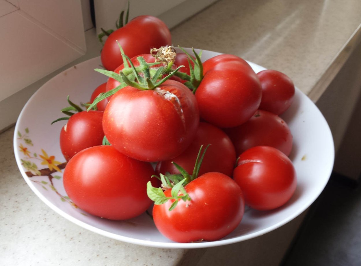 Помидоры домашние