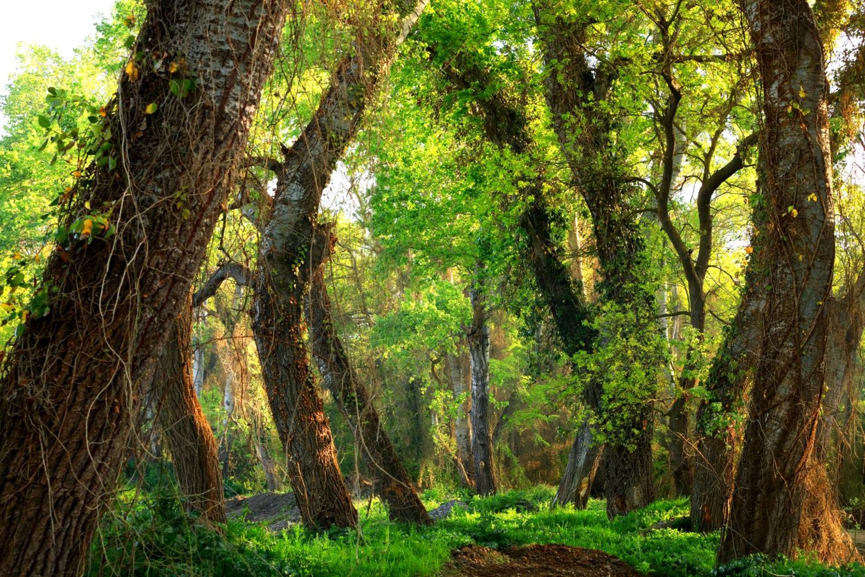 Тропический лес в дагестане