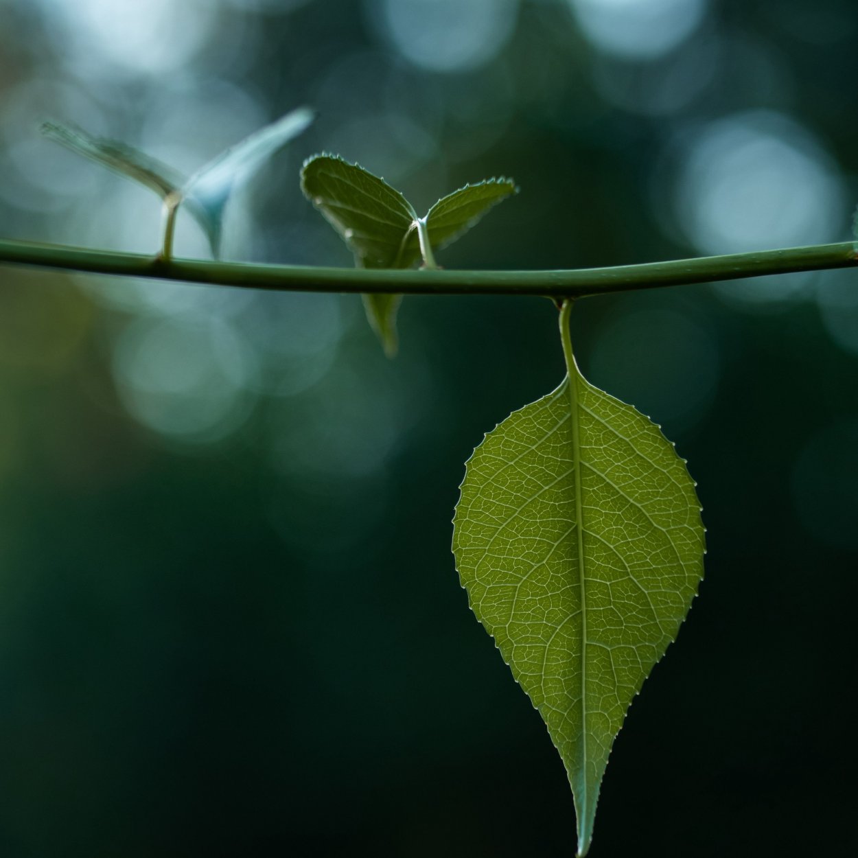 Стебель с листьями