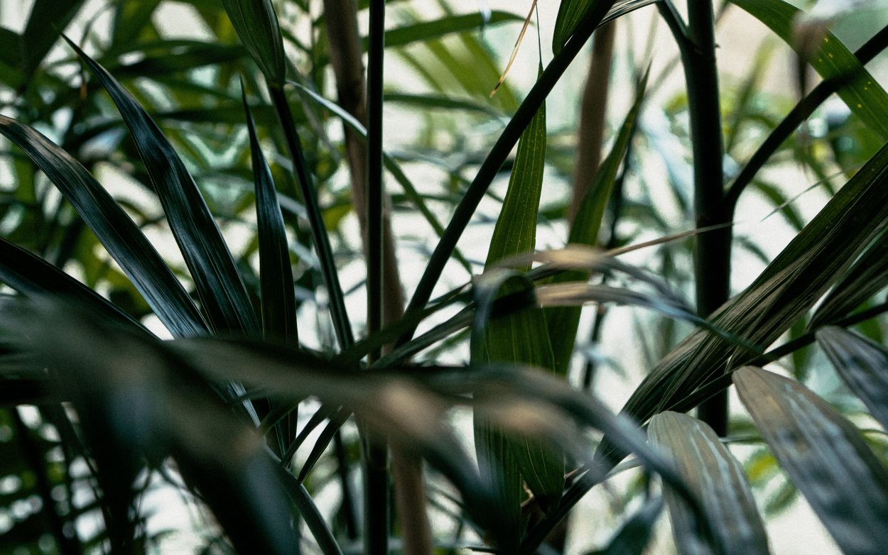 Тонкий стебель