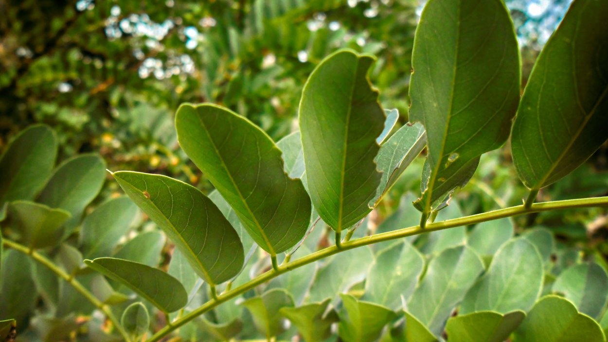 Лист Вирджиния