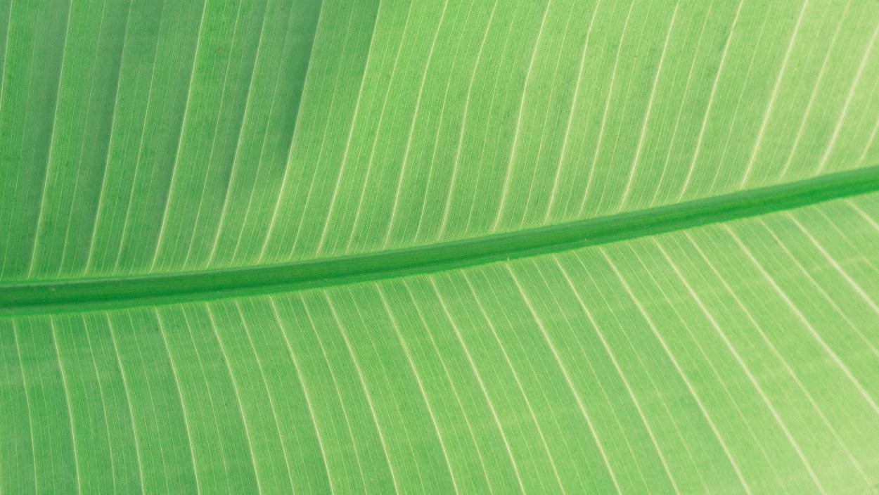 Лист пальмы