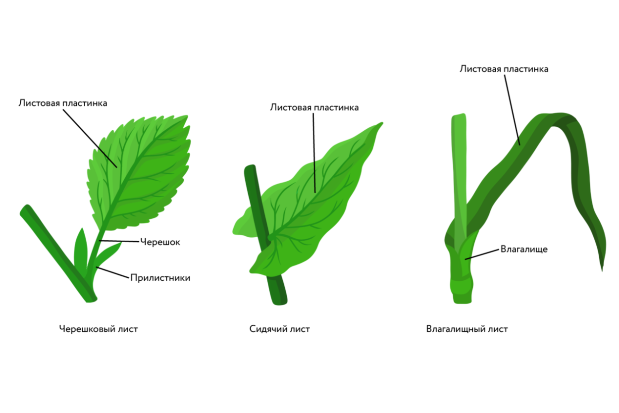 Строение листа сидячий и черешковый