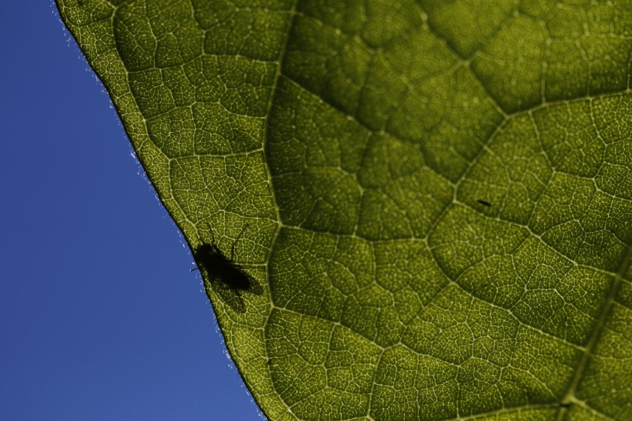 Зеленый лист