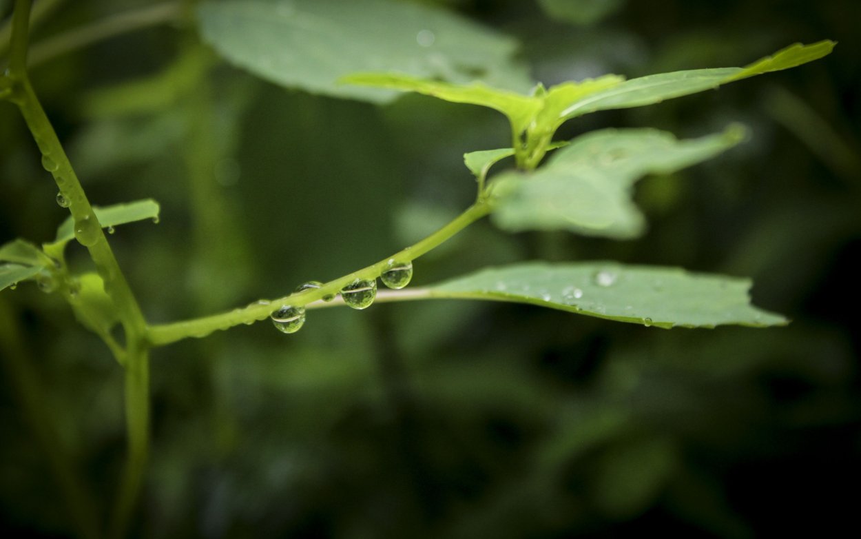 Стебли обои для детей