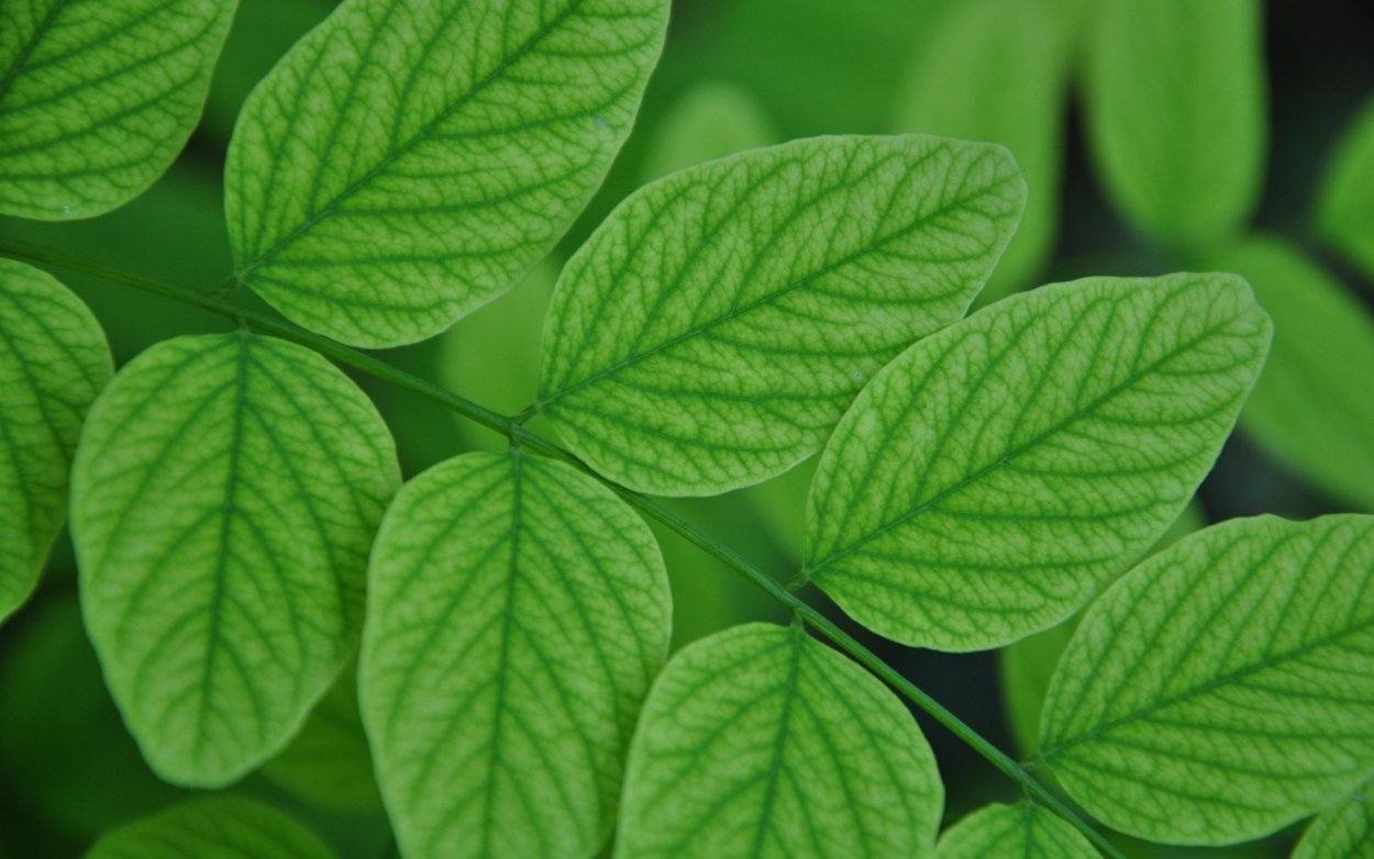 Красивые листья