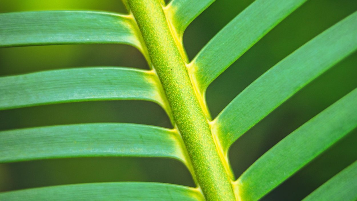 Зеленая полоска для стебля