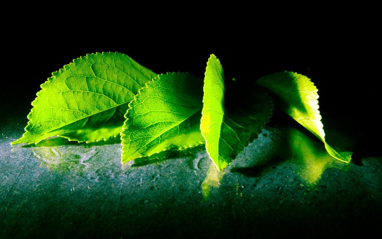 Зеленые листья на черном фоне