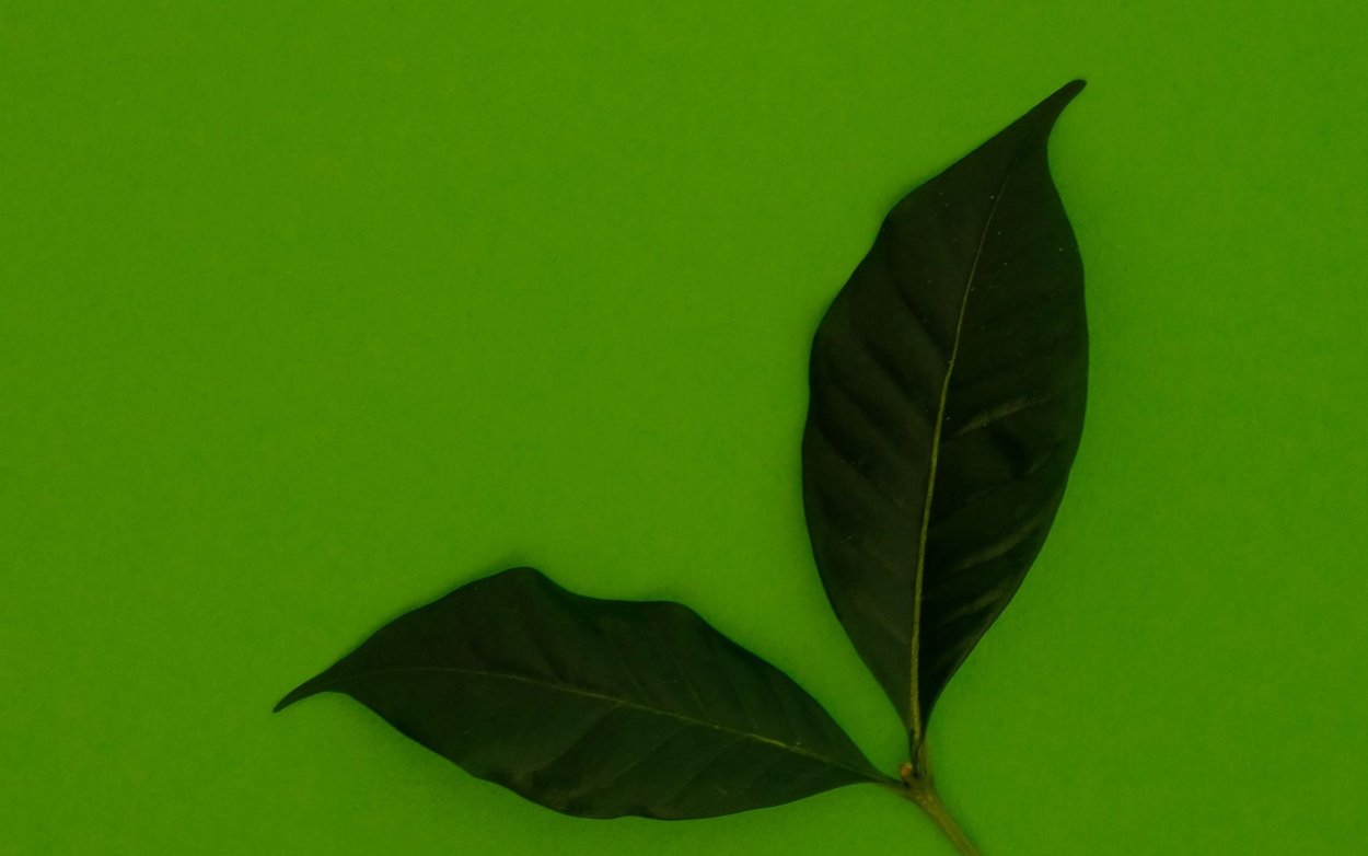 Зеленые листья фон