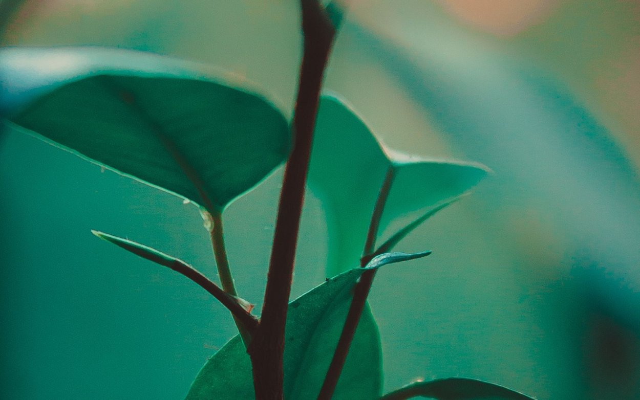 Стебель растения