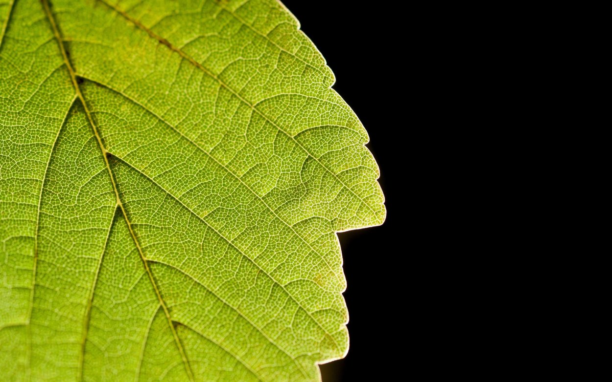 Лист с прожилками