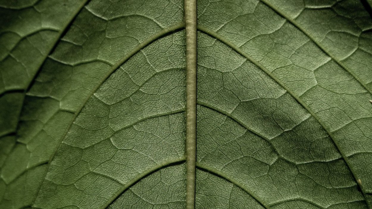 Обои листья