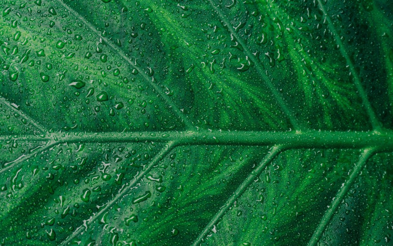 Красивые листья растений