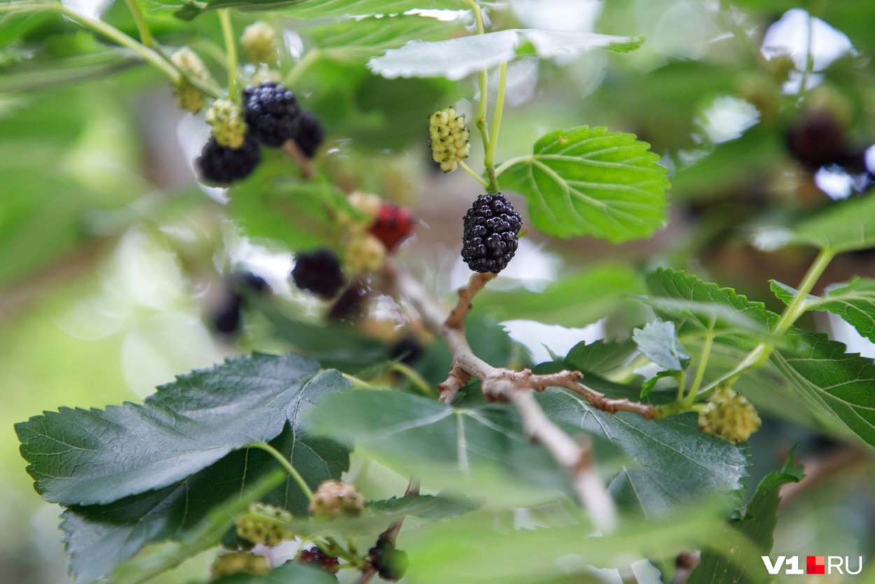 Тутовник враг автомобилей фото