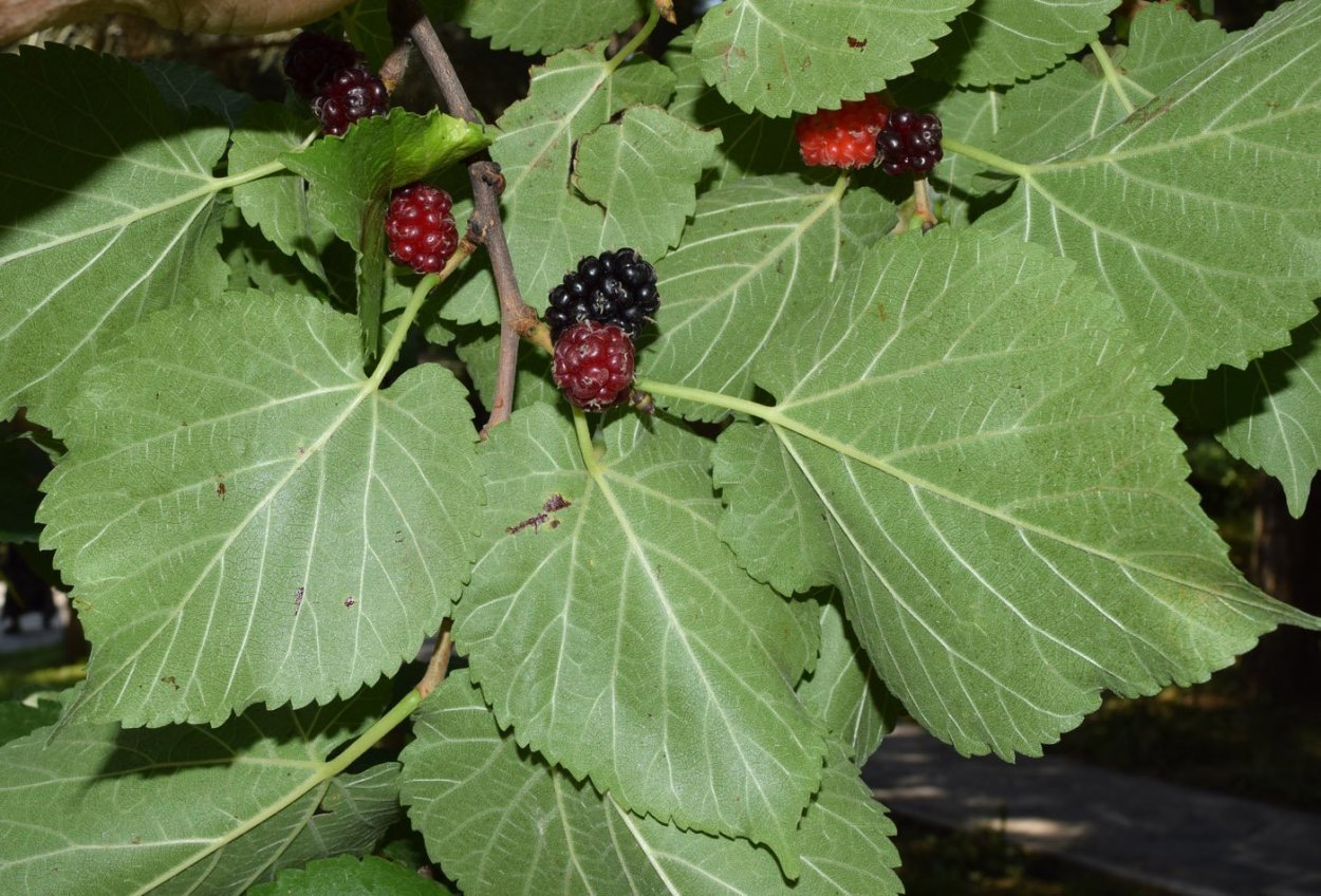 Шелковица Морус Нигра листья