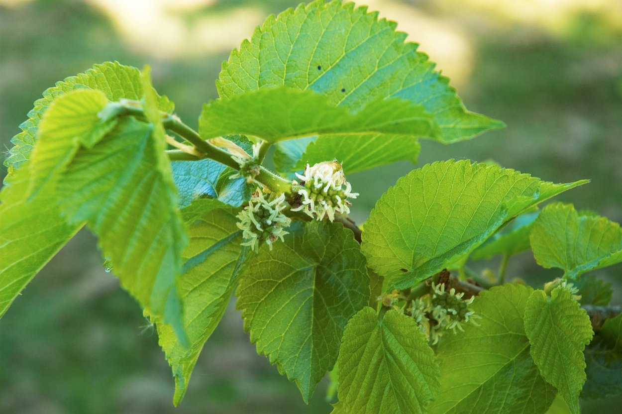 Шелковица черная (Morus nigra)