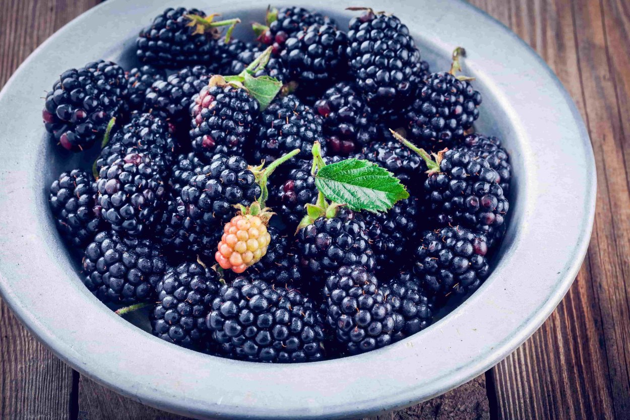 Черная ежевика