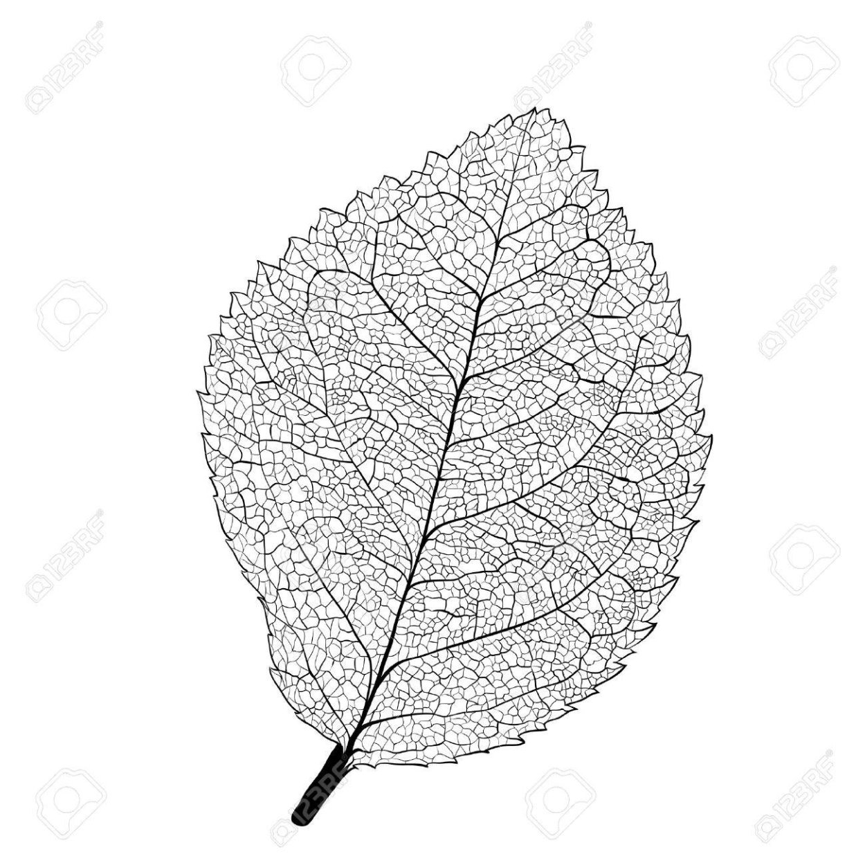 Скелетированные листья вектор