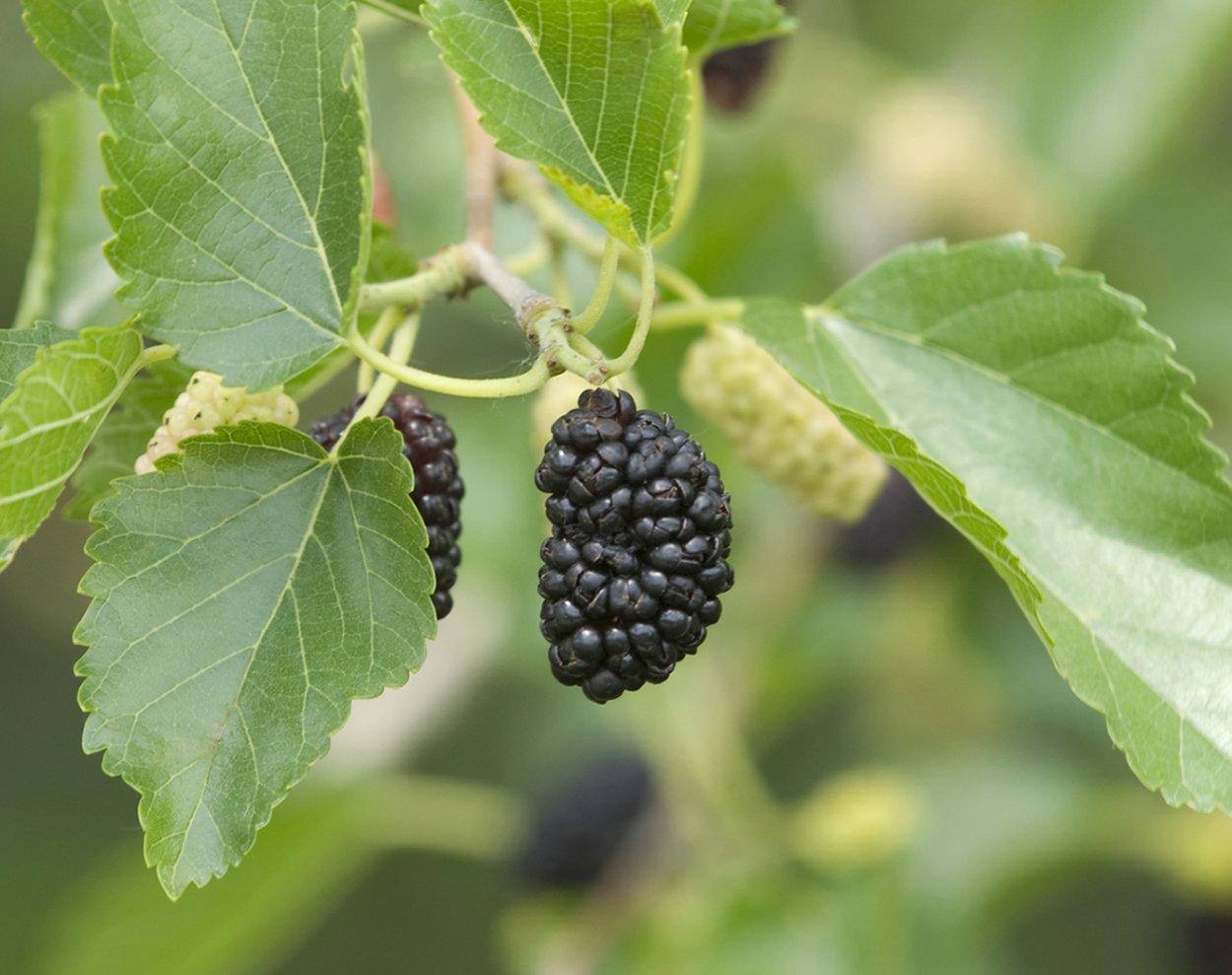 Шелковица белая Милановек