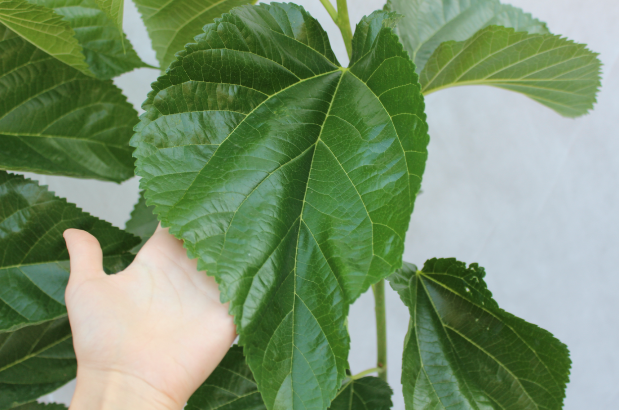 Шелковица белая 'macrophylla'