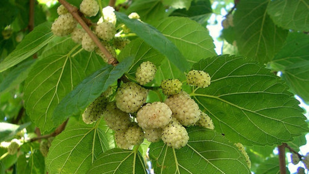 Шелковица белая Морус Альба