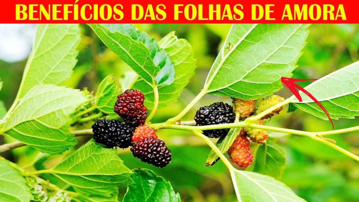 Ежевика тутовник шелковица