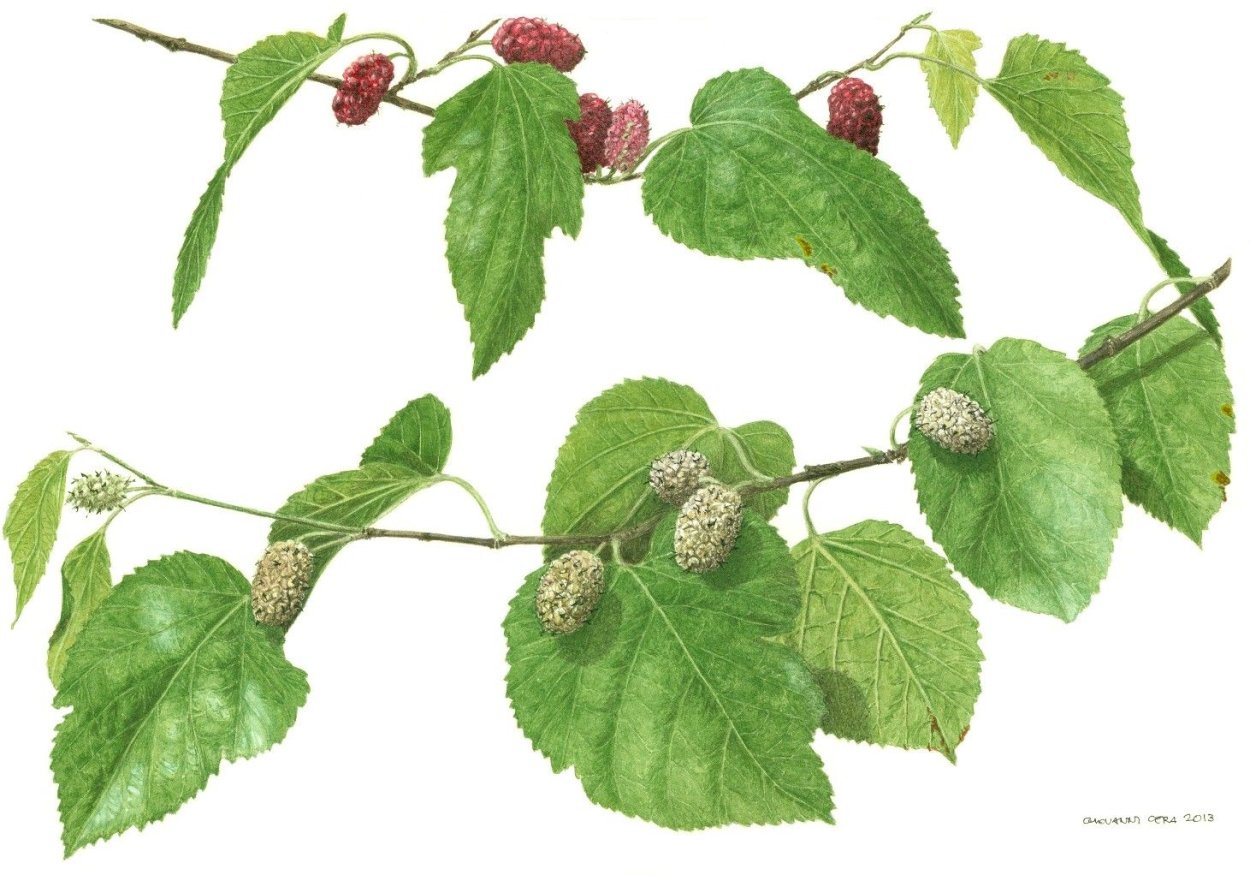 Шелковица Ботаническая иллюстрация