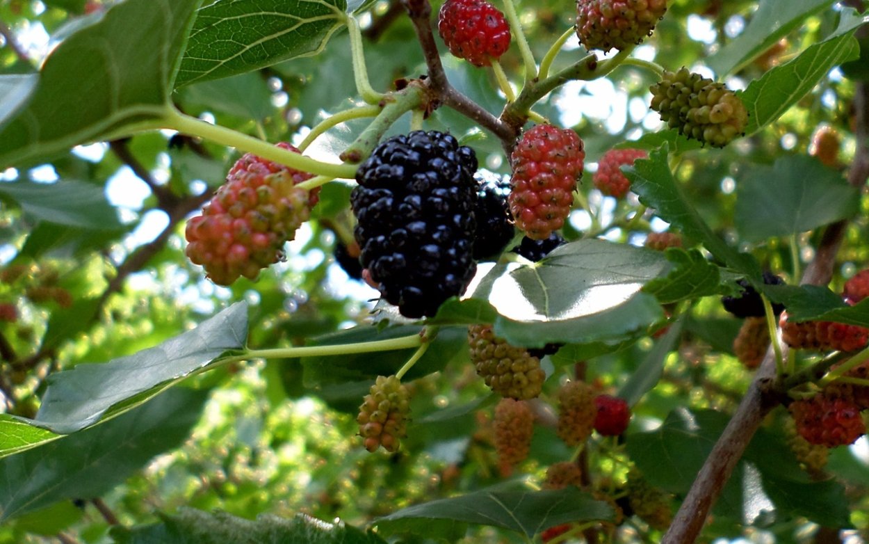 Китайская Длинноплодная шелковица