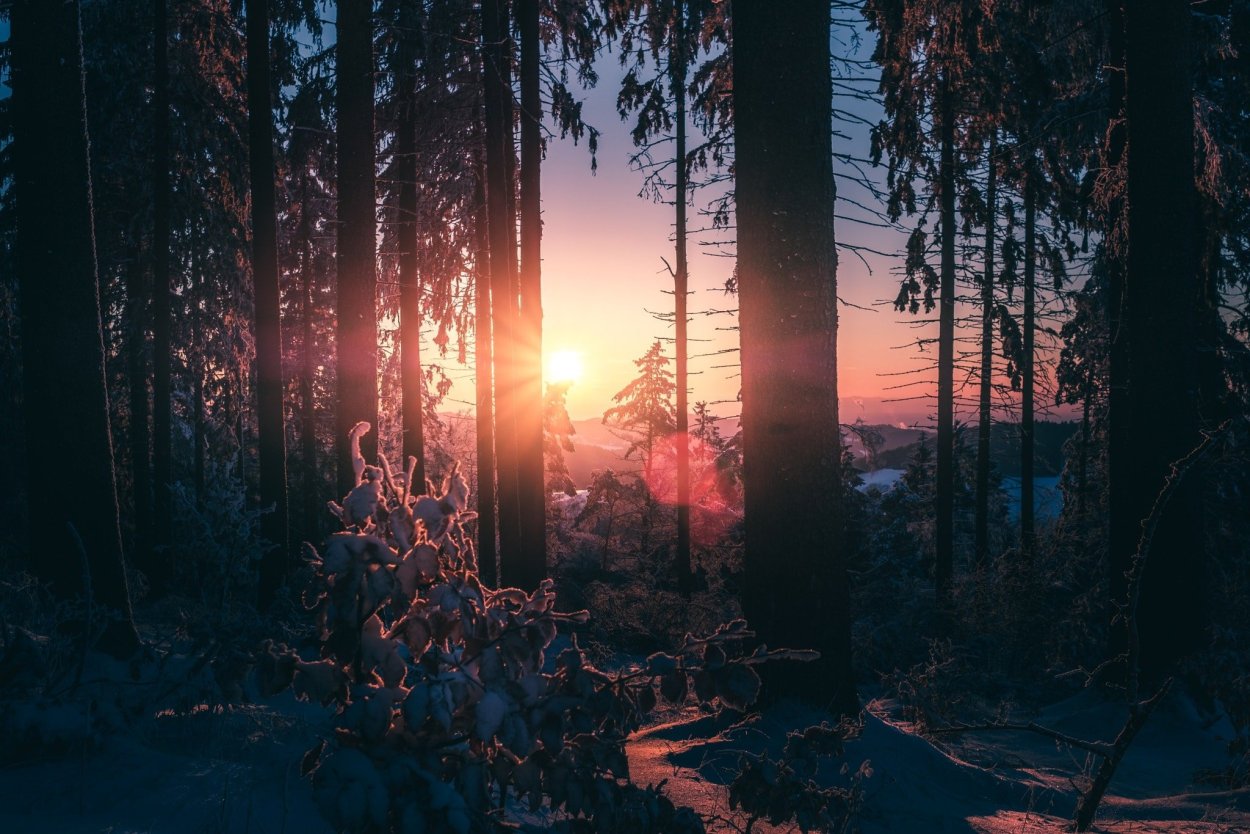 Лес вечером Эстетика