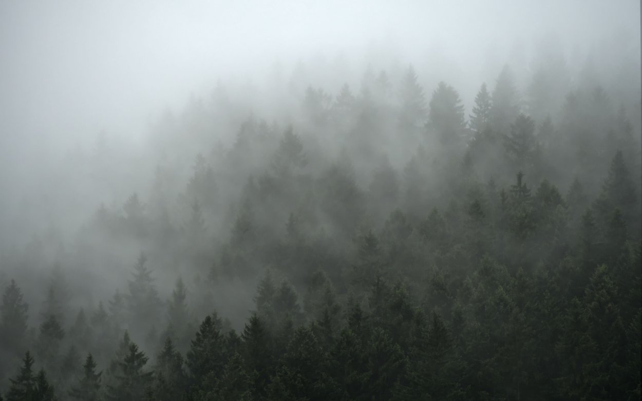 Лес туман Сибирь