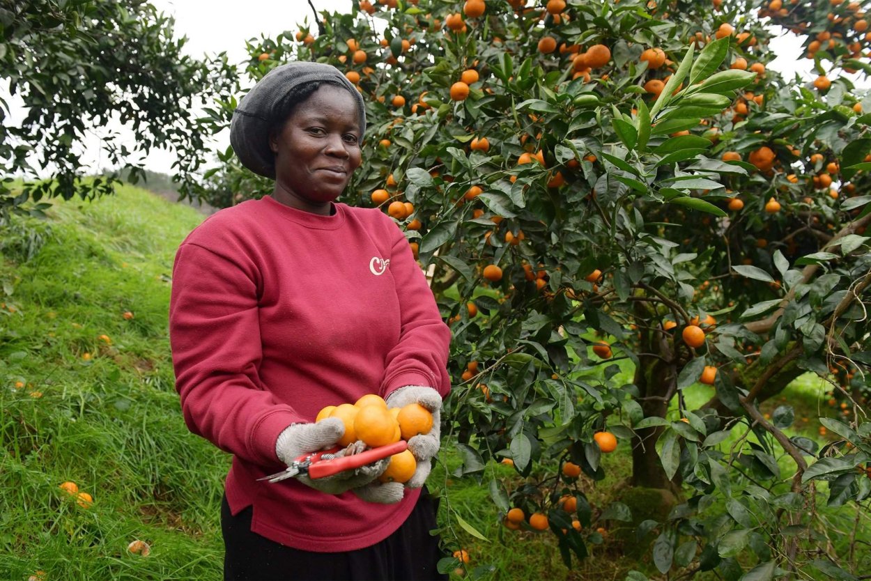 Мандариновые плантации в Абхазии