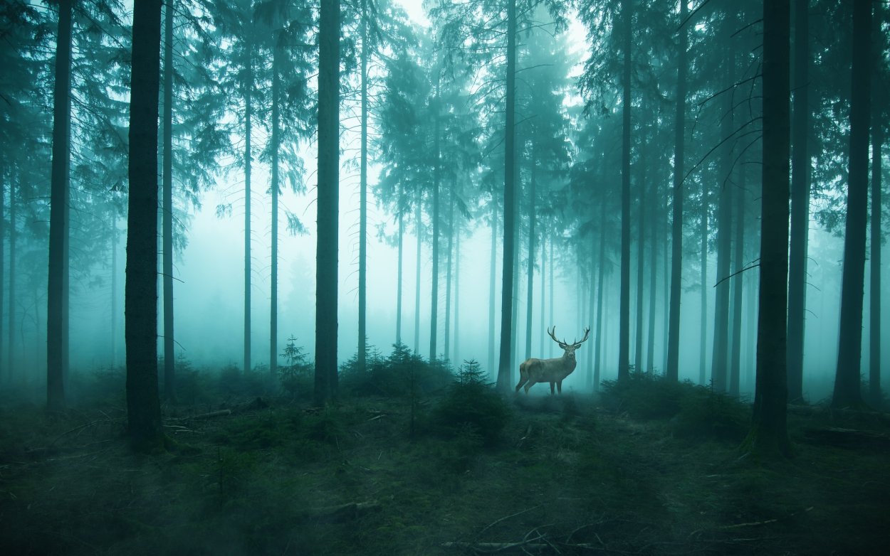 Скандинавский лес