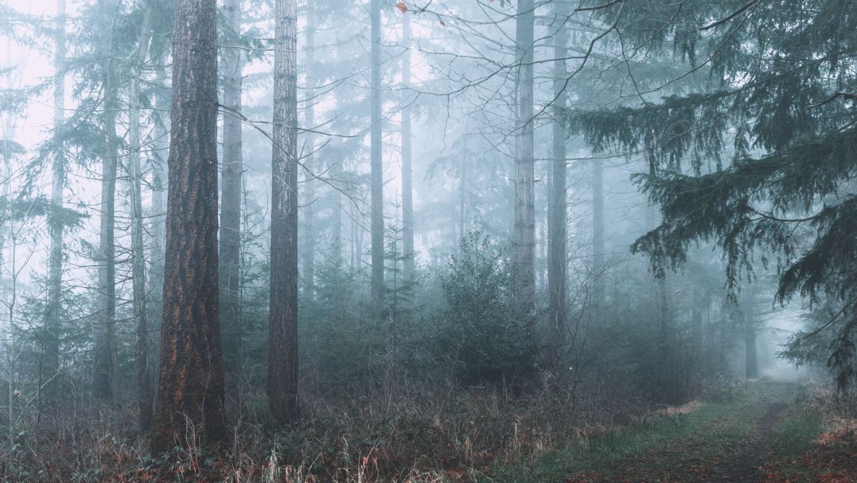 Сосновый лес в тумане