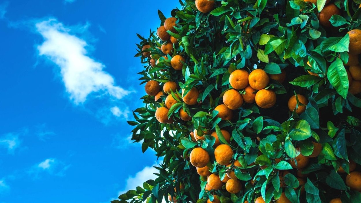 Мандарин листопадное дерево