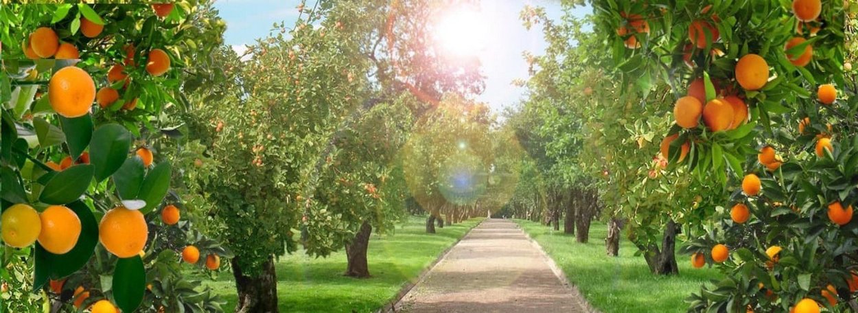 Фруктовый сад цитрус груша