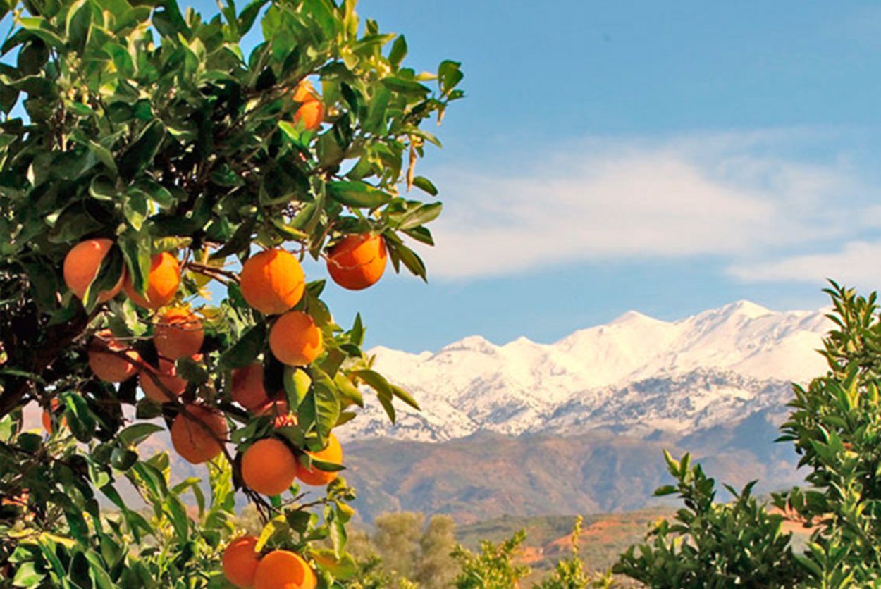 Абхазия Мандариновая роща