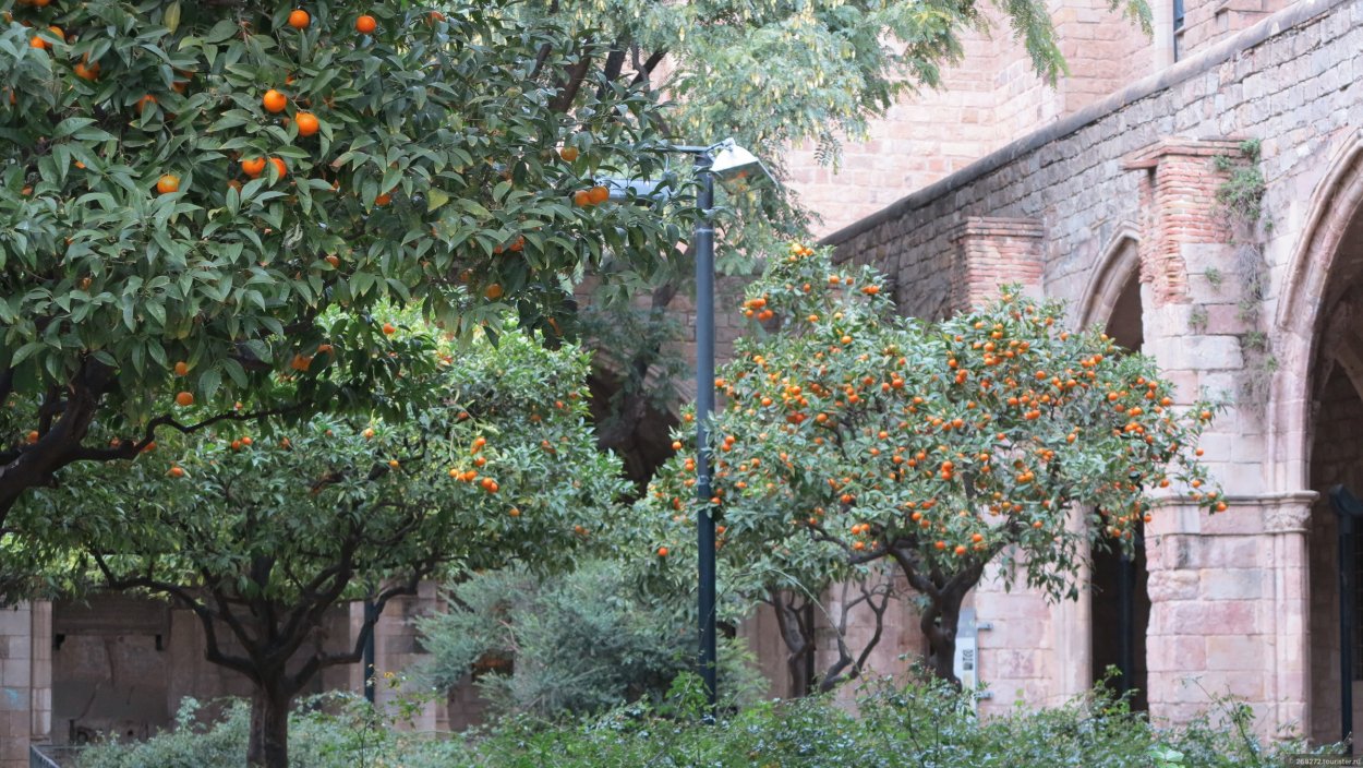 Сицилия апельсиновые сады