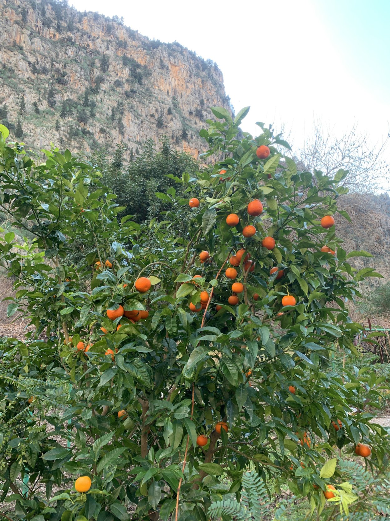 Абхазия Мандариновая роща