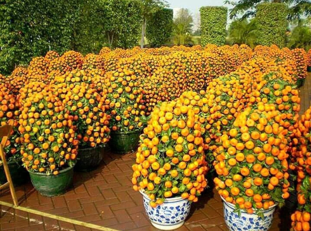 Колоновидный мандарин