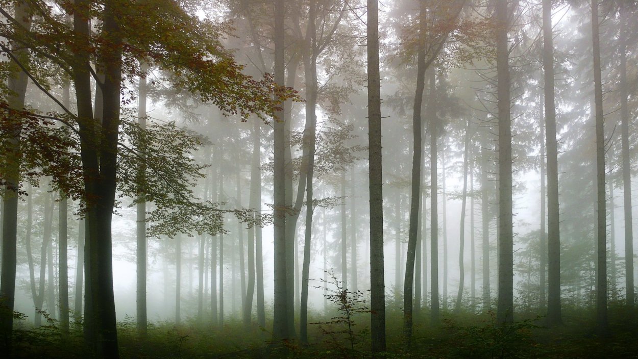 Лес Сумерки