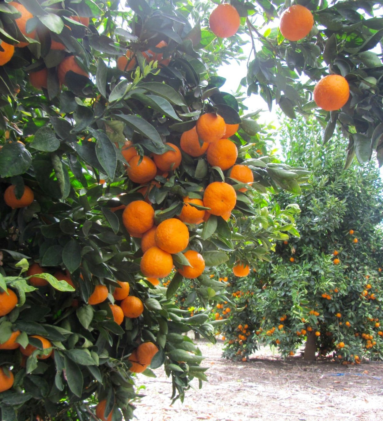 Мандариновое дерево в Абхазии
