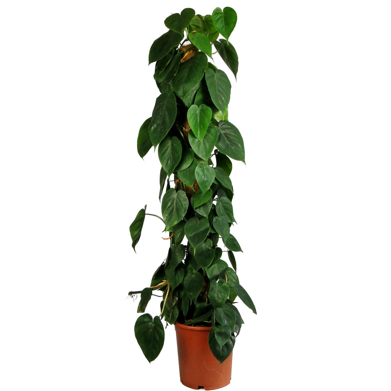 Филодендрон Сканденс моссток