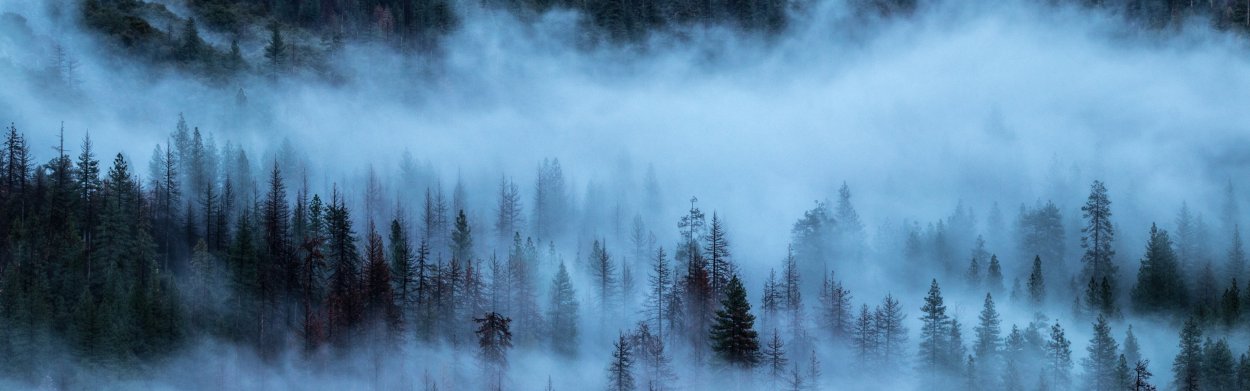 Лес в тумане панорама