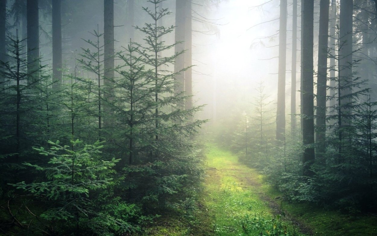 Природа Шварцвальд